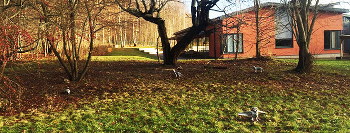 botkyrka_shamma_10
