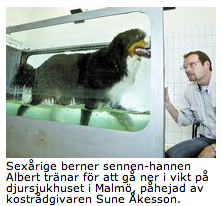 #2_rad3_hundfetma
