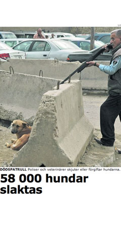 collision_small_hundar